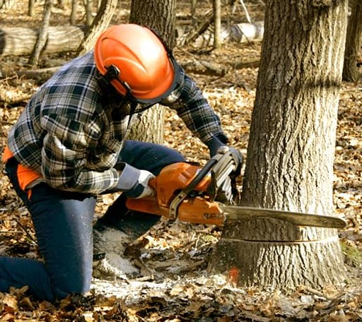 Tree Removal in Sunset, ME